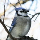 Bluejay